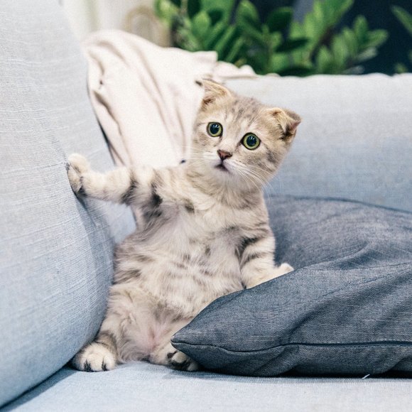 Meet your Posher, Brando - Picture 1 of 1